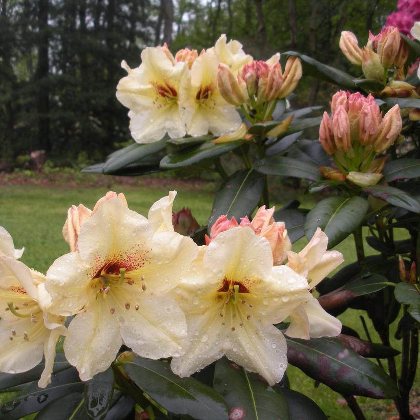 Rhododendron 'Holden's Solar Flare'
