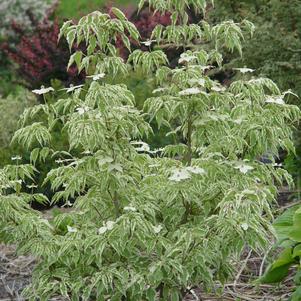Cornus kousa 'Wolf Eyes'