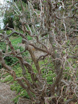 Corylus avellana Contorta