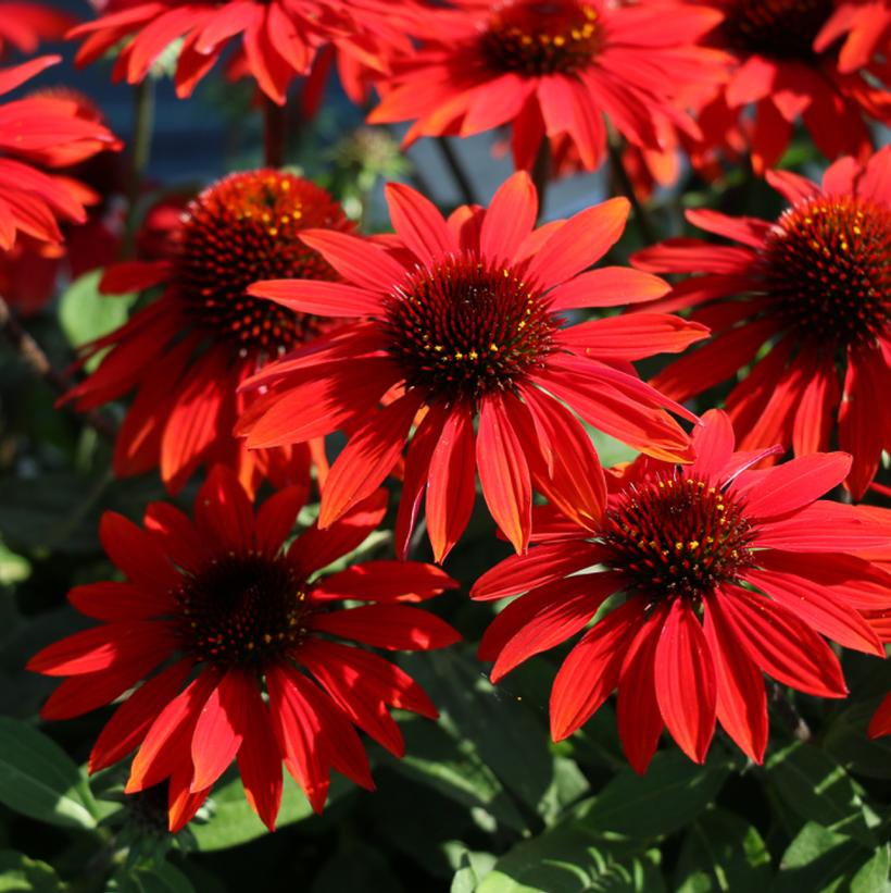 Echinacea x Sombrero® Sangrita