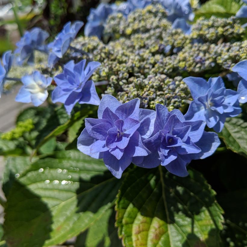 Hydrangea macrophylla Felicity