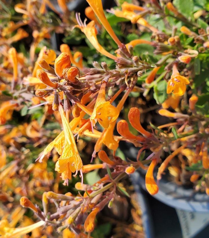 Agastache x 'Kudos Mandarin'