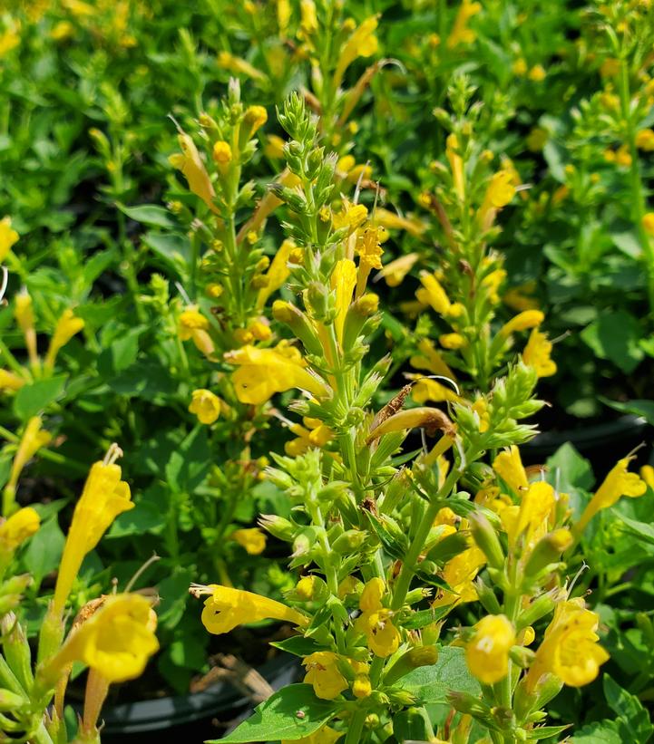 Agastache x Kudos™ Yellow