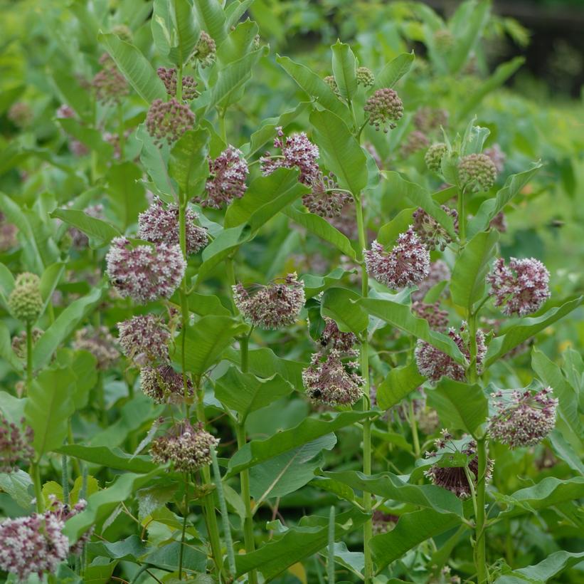 Asclepias syriaca 