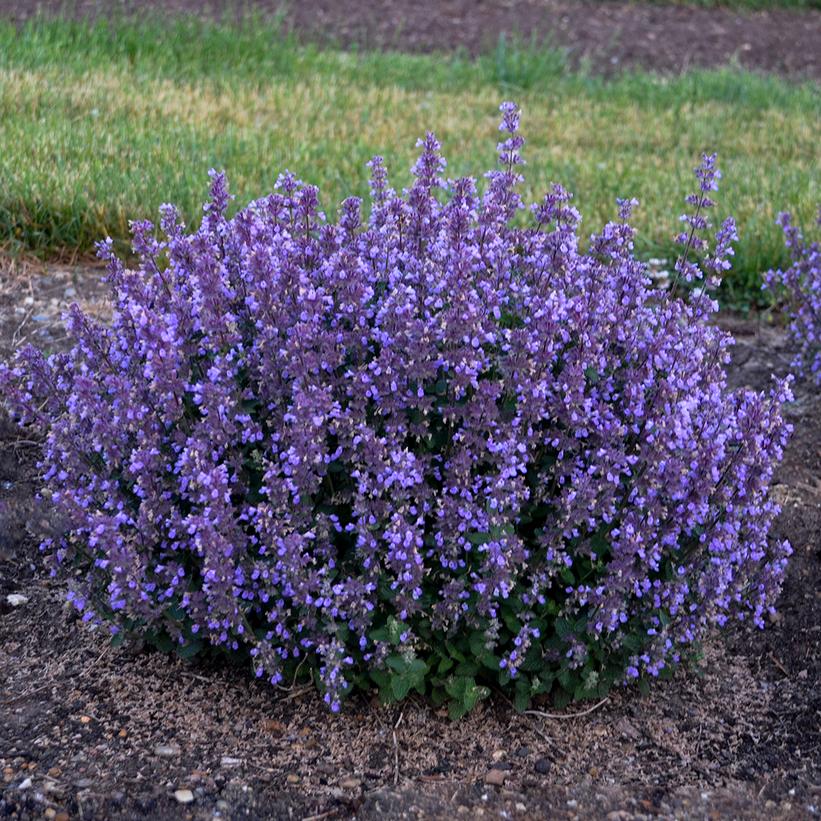 Nepeta x 'Cat's Pajamas'
