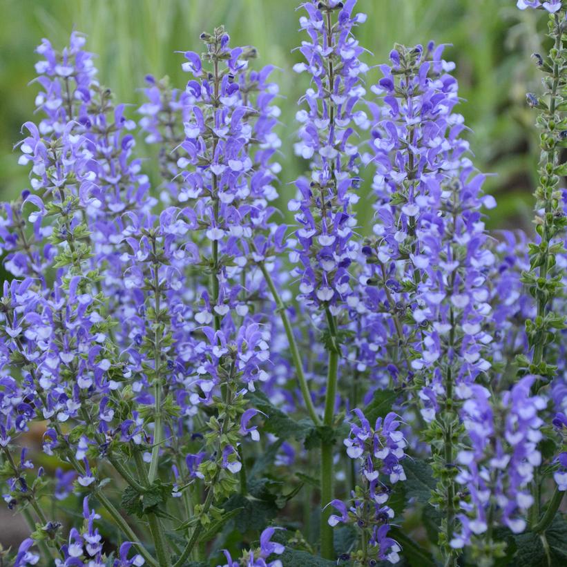 Salvia x Color Spires® 'Azure Snow'