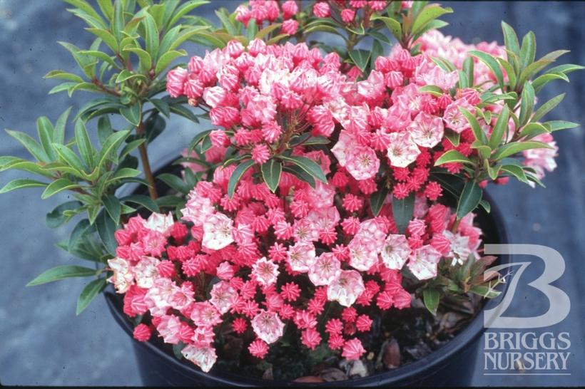 Kalmia latifolia 'Tiddlywinks'