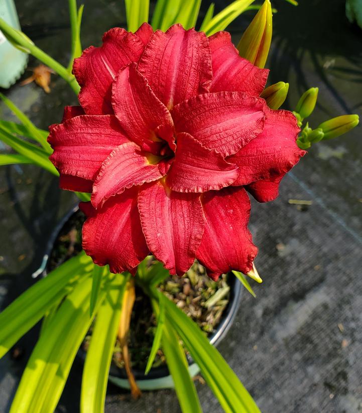 Hemerocallis 'Double Pardon Me'
