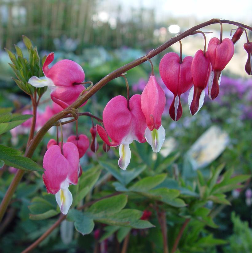 Dicentra spectabilis 