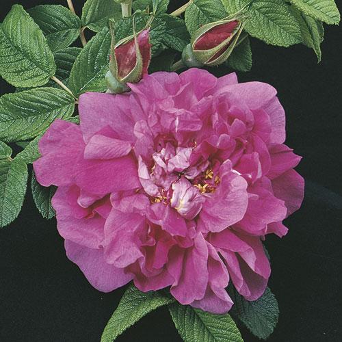 Rosa rugosa 'Hansa'