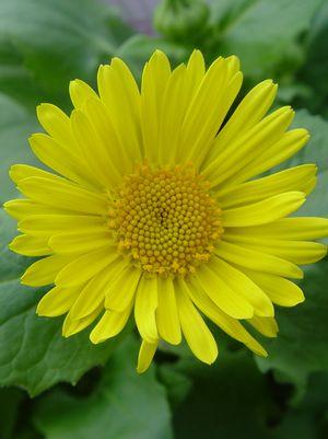 Doronicum orientale Leonardo™ Compact