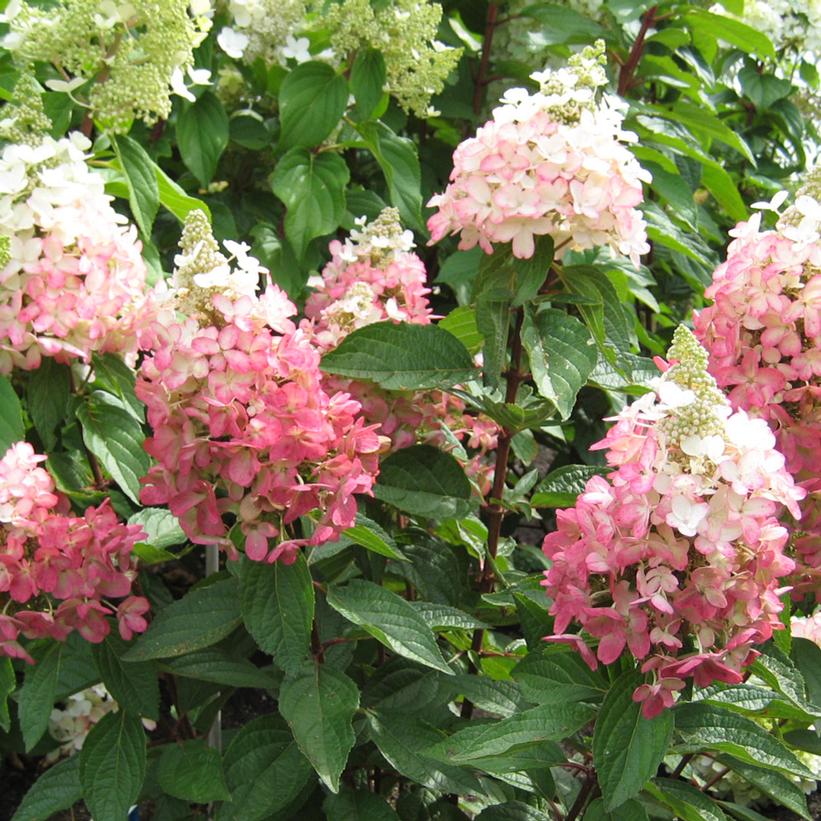 Hydrangea pan. Flare™