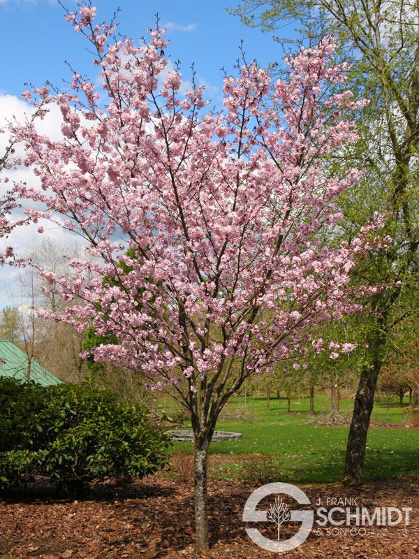 Prunus sargentii Pink Flair®