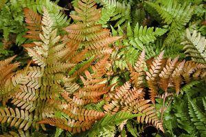 Dryopteris erythrosora 'Brilliance'