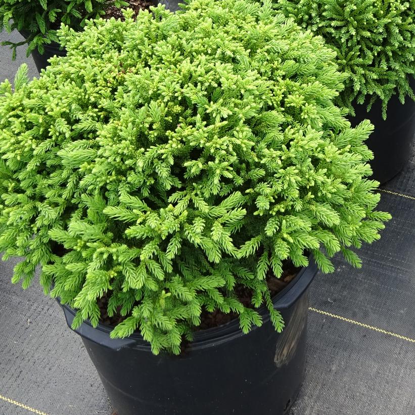 Cryptomeria japonica Dragon Prince™