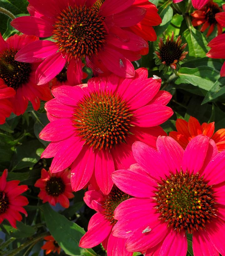 Echinacea x Sombrero® Tres Amigos