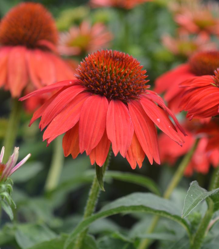 Echinacea x Sombrero® Salsa Red