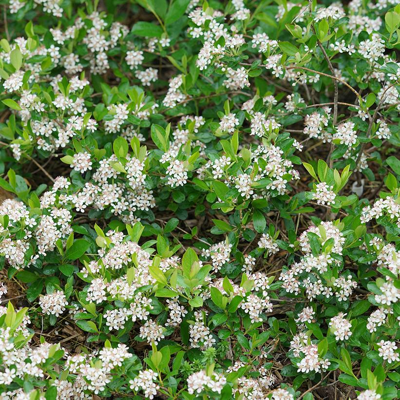 Aronia melanocarpa Ground Hug®