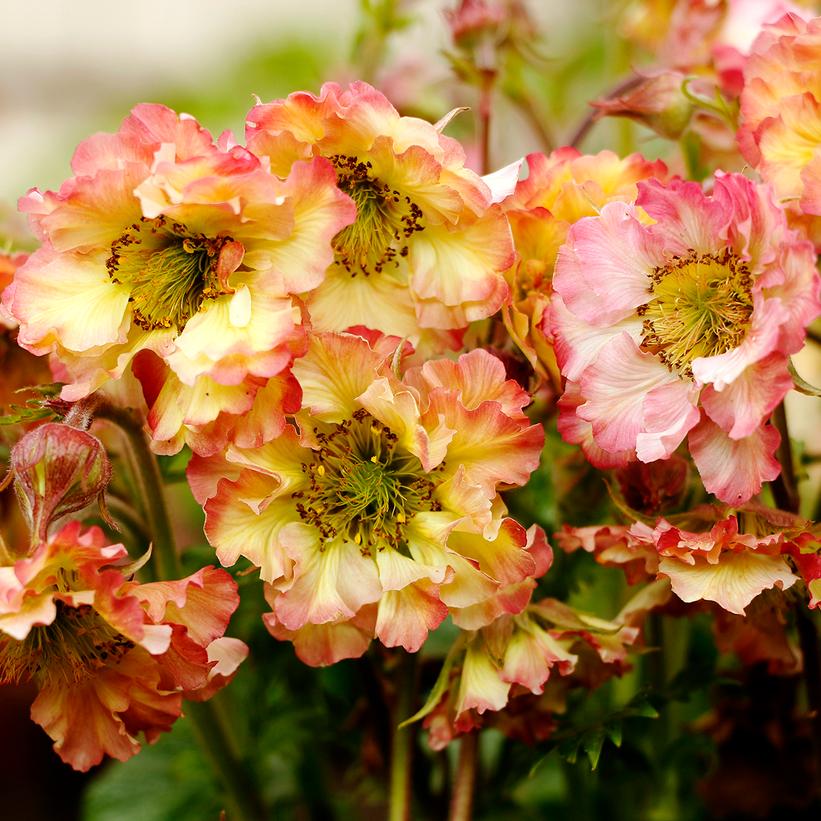 Geum Pretticoats™ Peach
