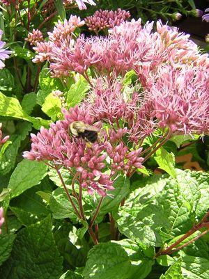 Eupatorium dubium Little Joe