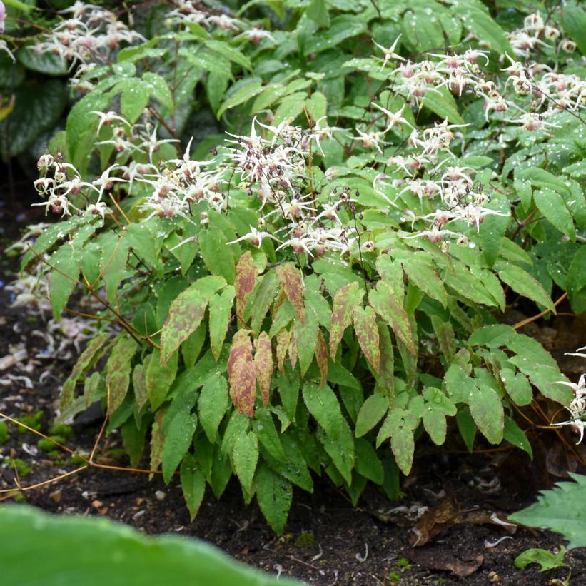 Epimedium 'Domino'