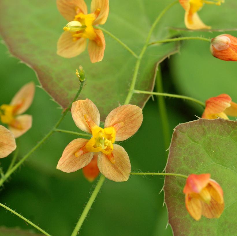 Epimedium x 'Orange Queen'