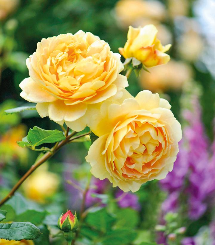 Rosa Golden Celebration®