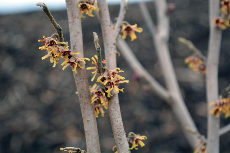 Hamamelis vernalis 