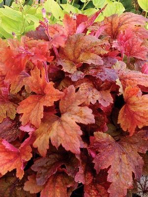 Heucherella x 'Sweet Tea'