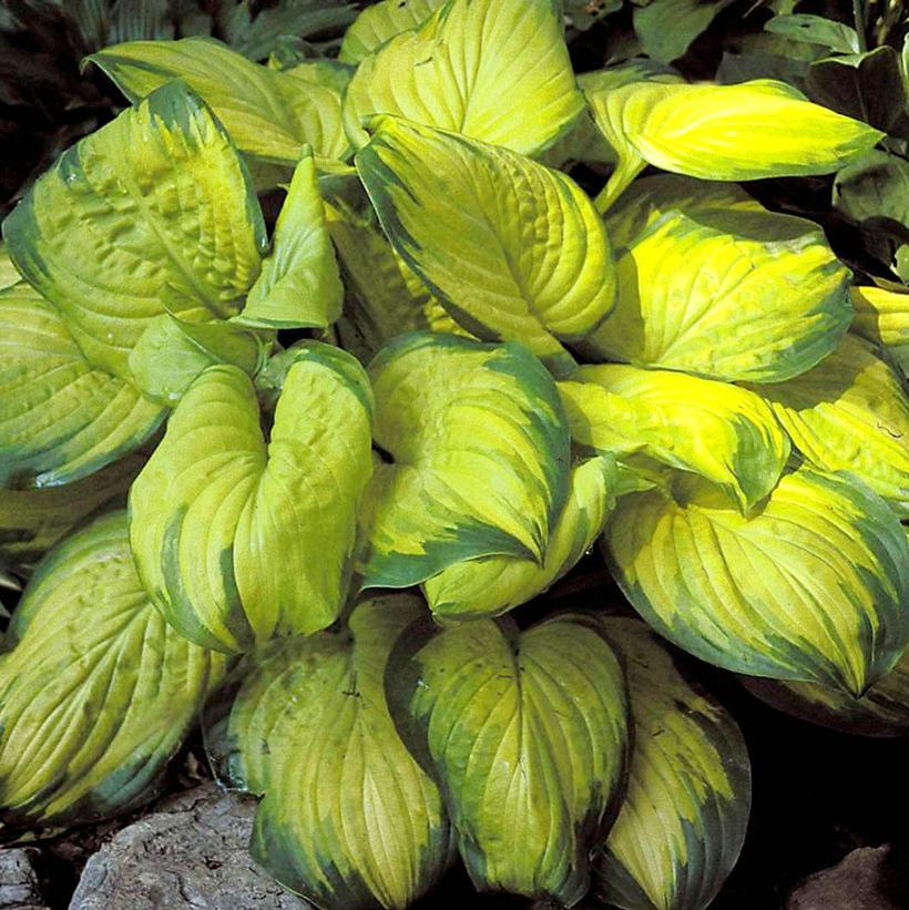 Hosta x 'Stained Glass'