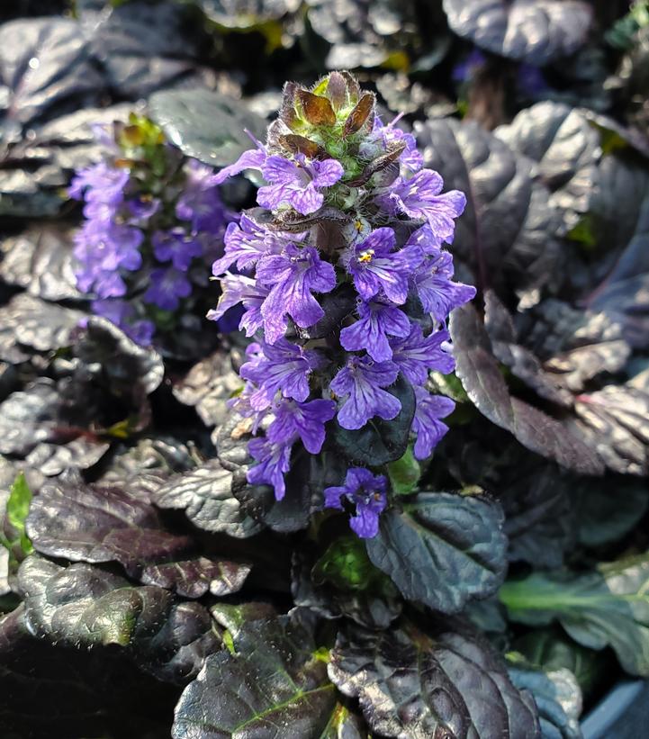Ajuga reptans Black Scallop