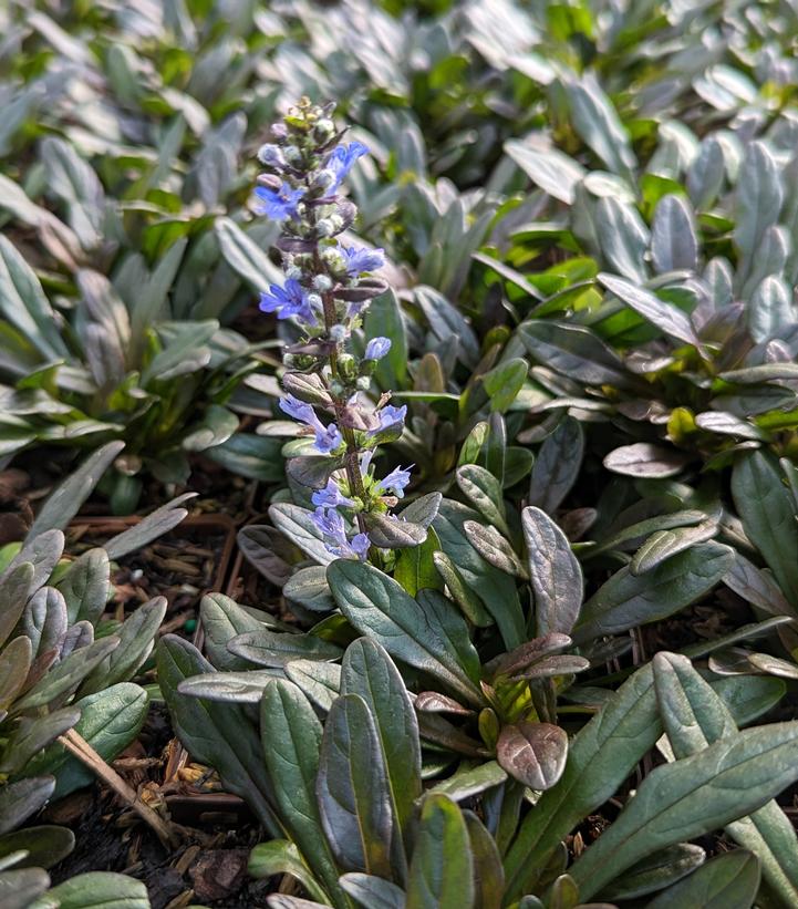 Ajuga reptans Chocolate Chip