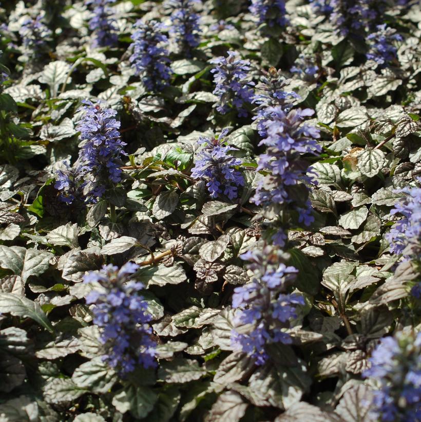 Ajuga pyramidalis 'Metallica Crispa'