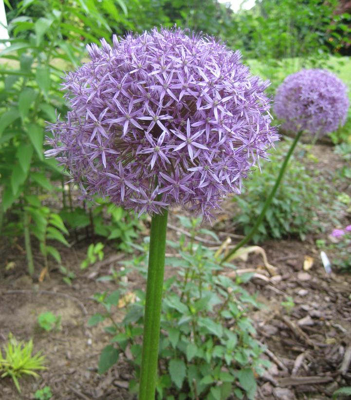 Allium x 'Globemaster'