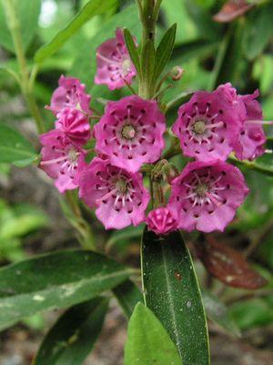 Kalmia angustifolia 