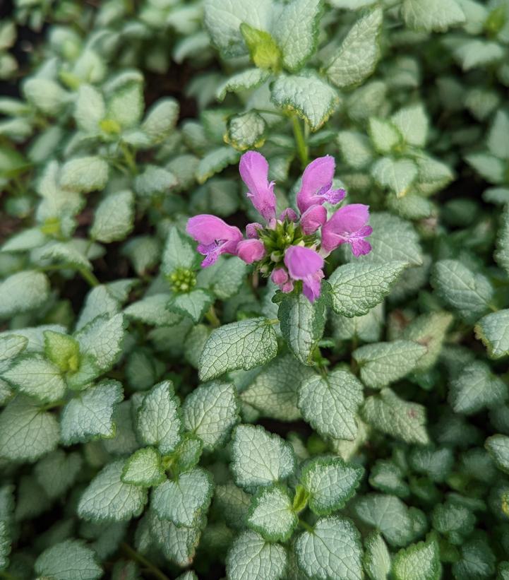 Lamium maculatum 'Red Nancy'