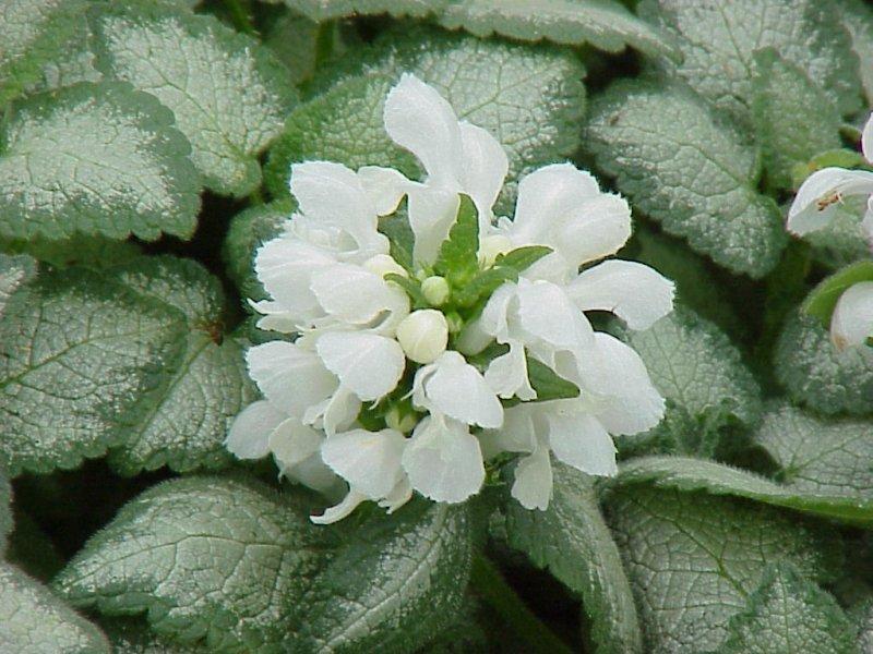 Lamium maculatum White Nancy