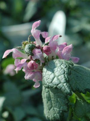 Lamium maculatum Pink Chablis