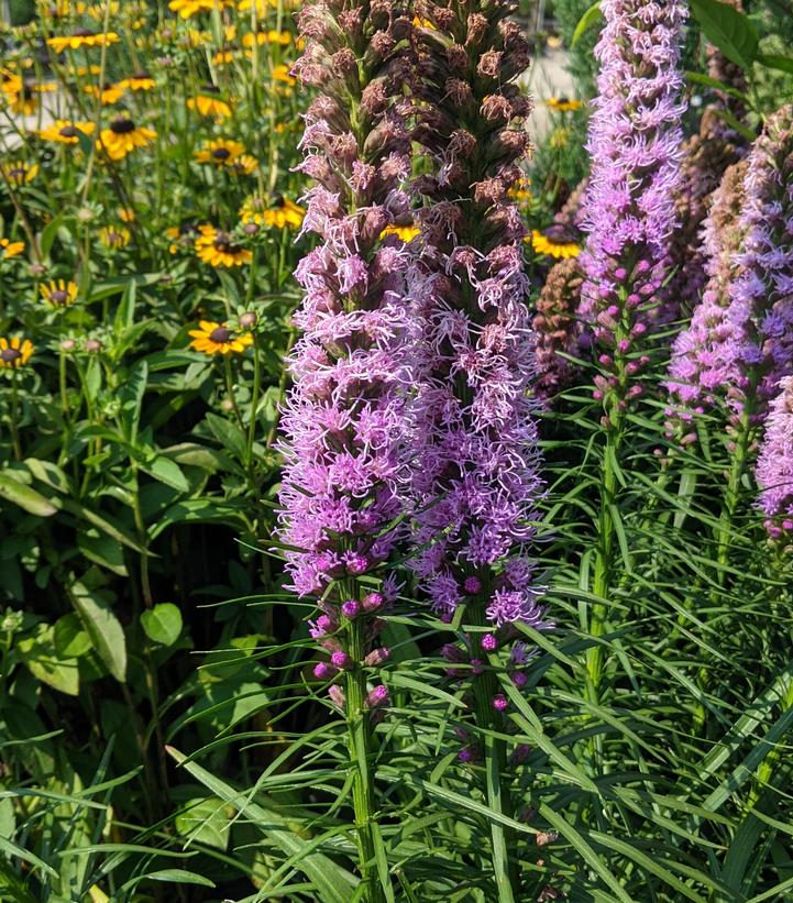 Liatris spicata 'Kobold Original'