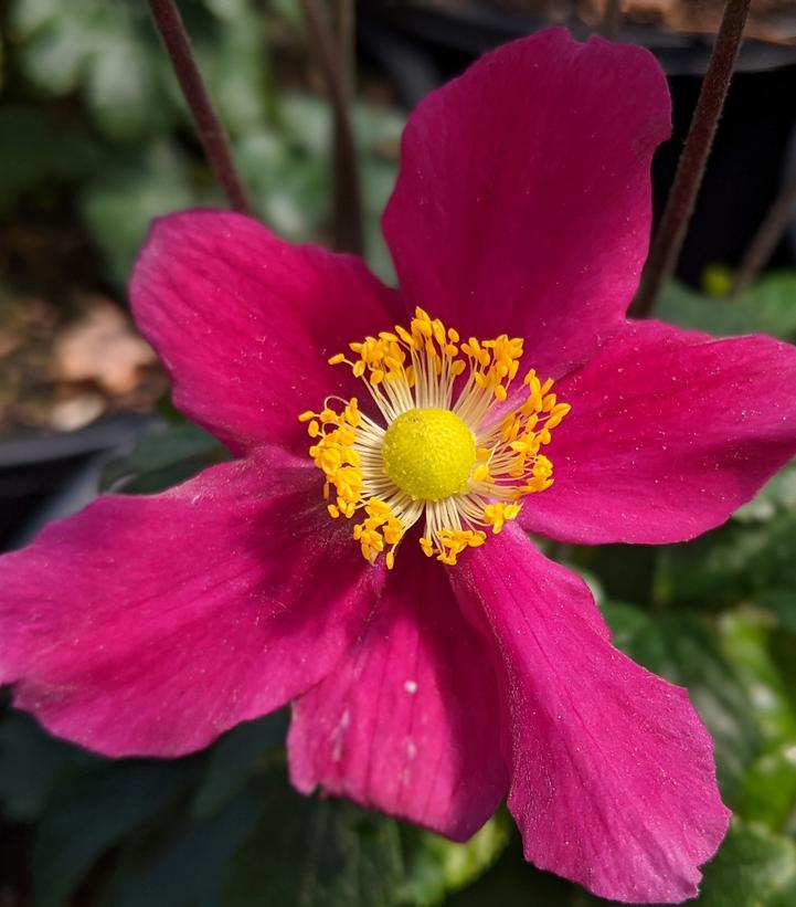 Anemone x Fantasy™ 'Red Riding Hood'
