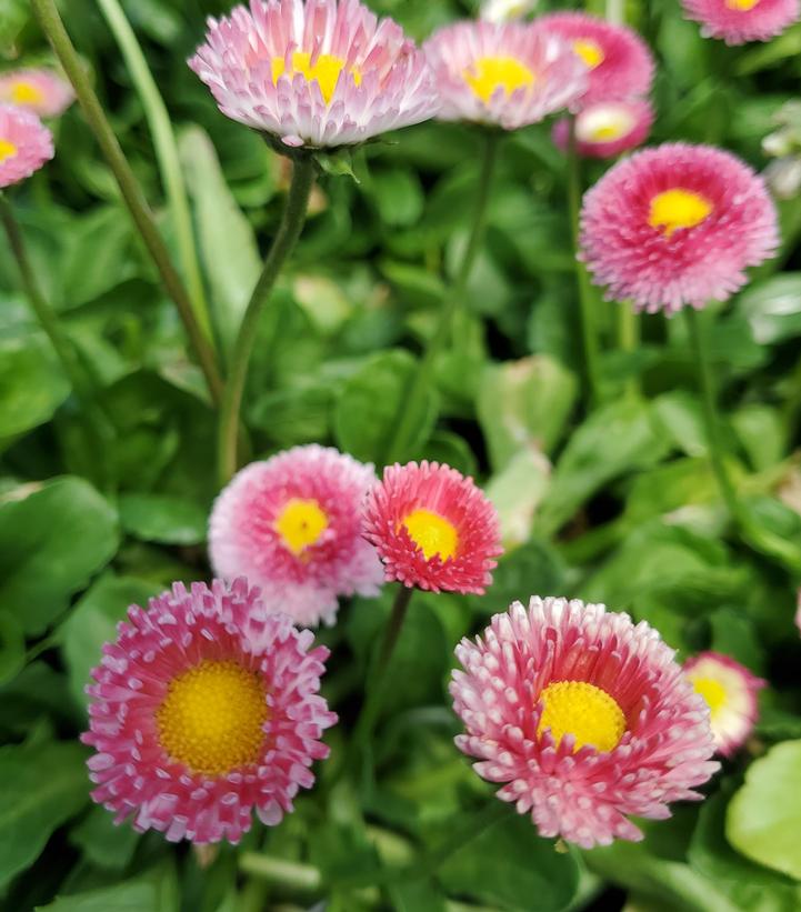 Bellis perennis Bellissima™ Rose