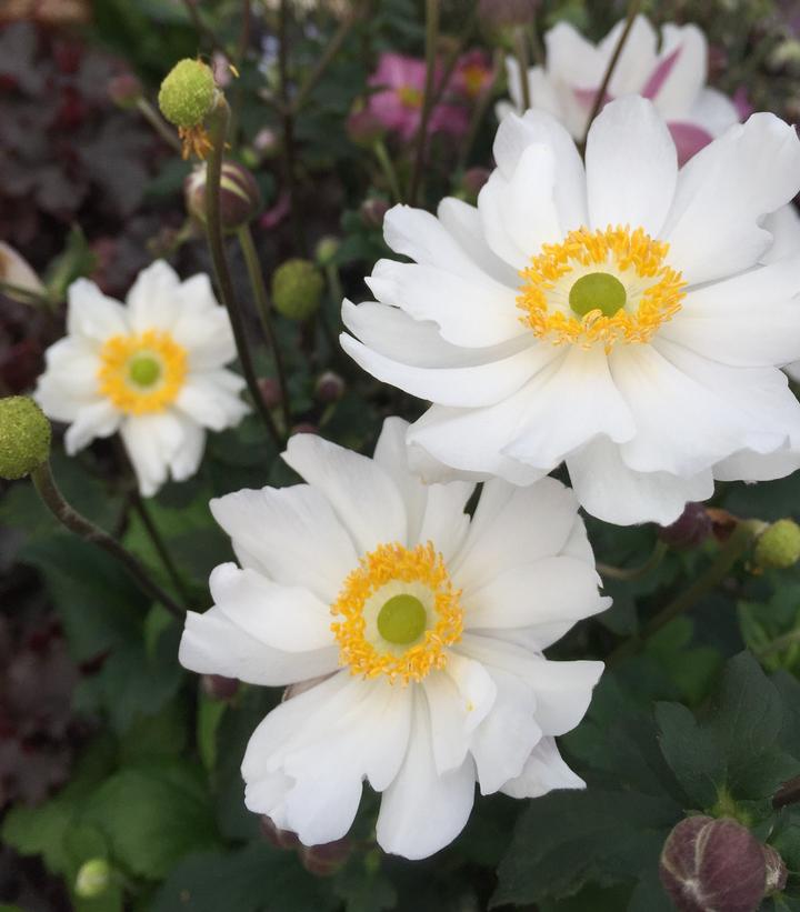 Anemone x Fantasy™ 'Snow Angel'