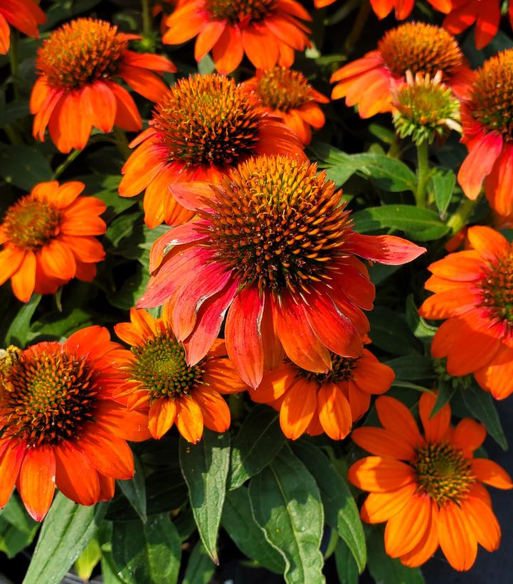 Echinacea x Sombrero® Fiesta Orange