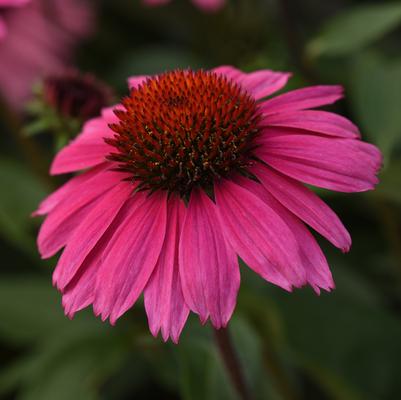 Echinacea x Sombrero® Rosada