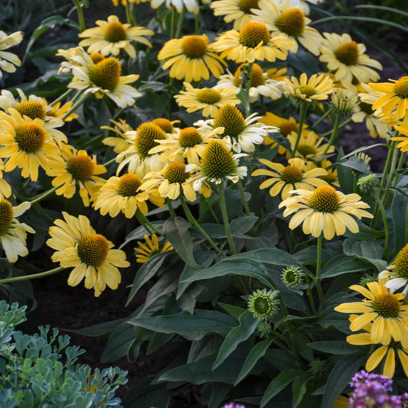 Echinacea x Color Coded® Yellow My Darling