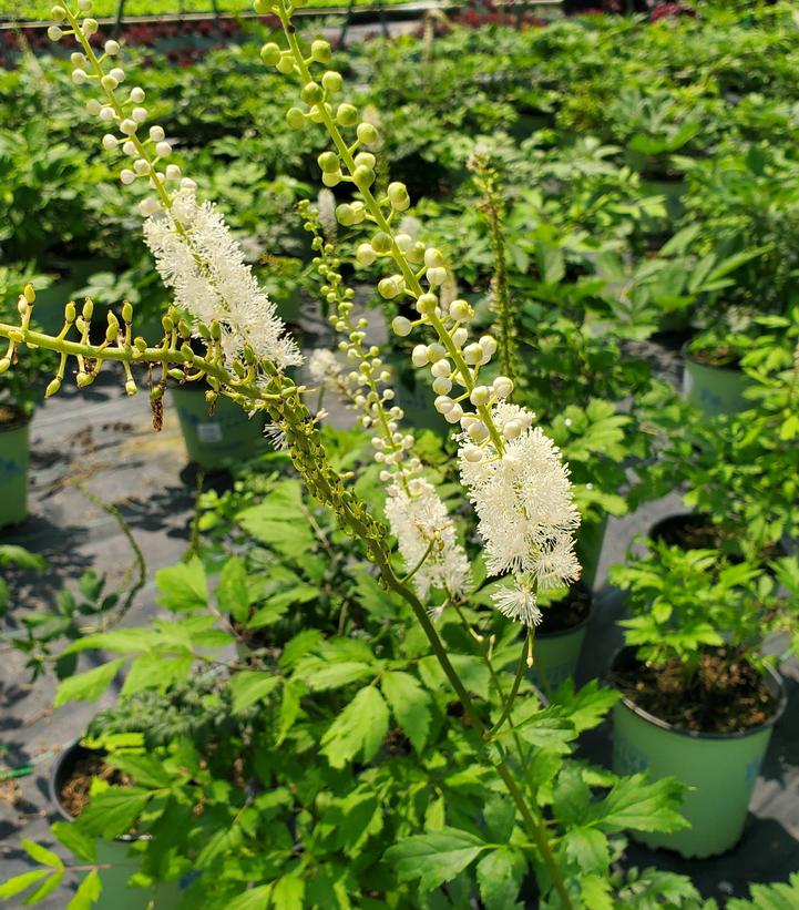 Actaea racemosa 
