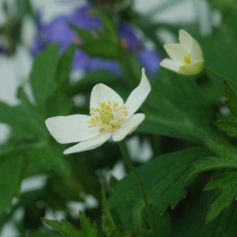 Anemone canadensis 