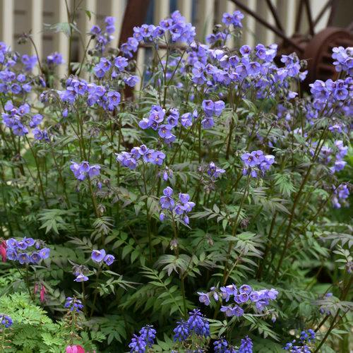 Polemonium hybrid 'Heaven Scent'