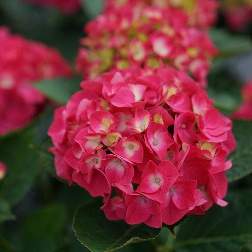 Hydrangea mac. Wee Bit Giddy®