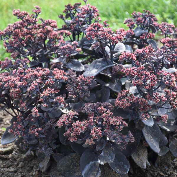 Sedum x Rock 'N Grow® 'Back in Black'